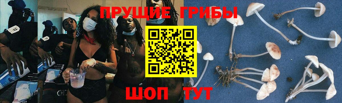 Галлюциногенные грибы Psilocybe  Малгобек 